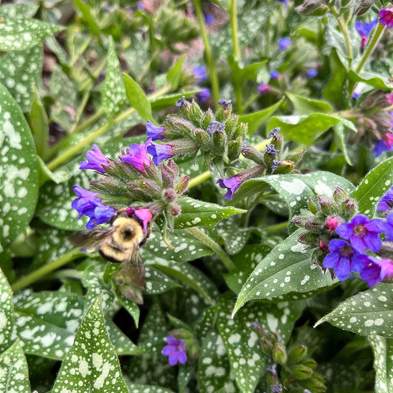 Raspberry Splash Lungwort - Image 3
