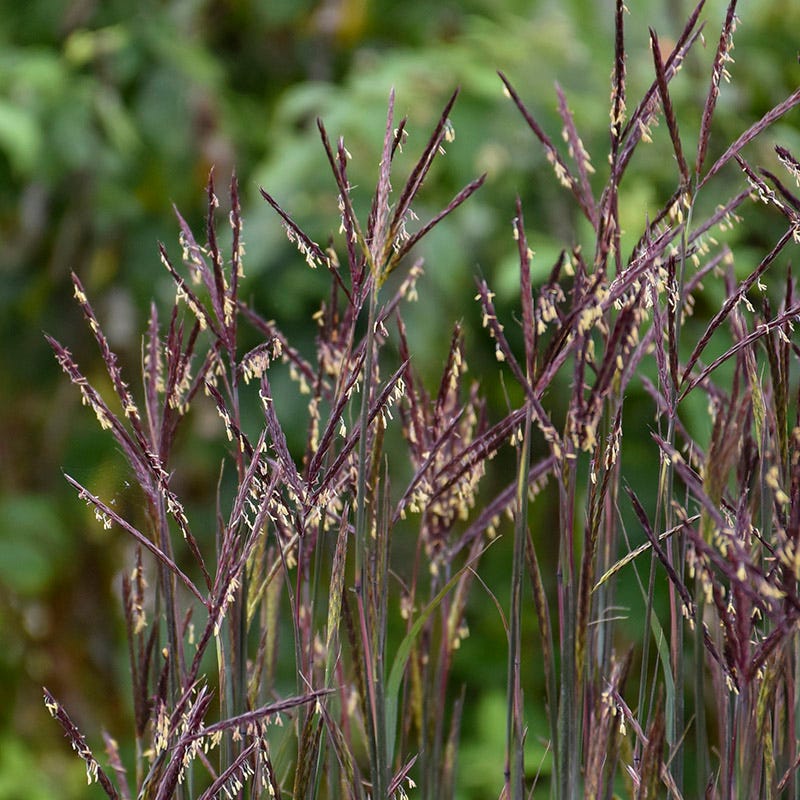 Blackhawks Big Bluestem Grass - Image 3