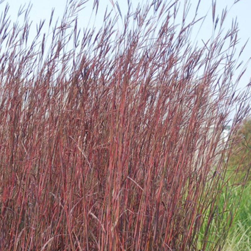 Red October Big Bluestem Grass - Image 2