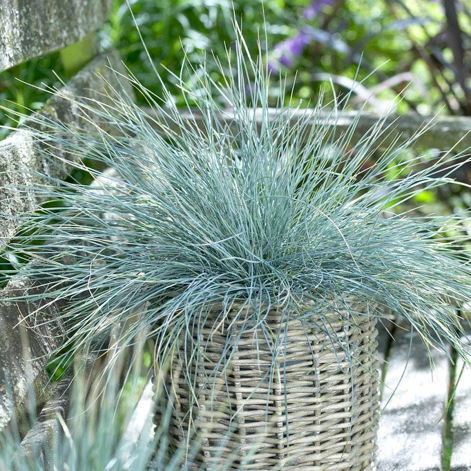 Elijah Blue Fescue Grass - Image 4