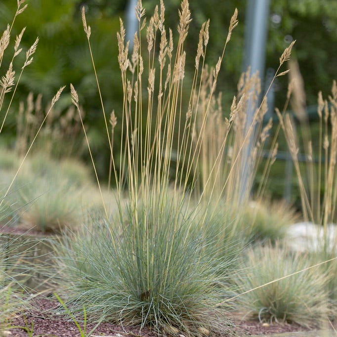 Elijah Blue Fescue Grass - Image 5