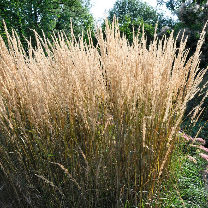 Karl Foerster Feather Reed Grass - Image 6