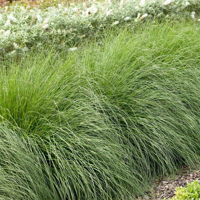 Hameln Fountain Grass - Image 3