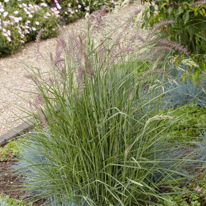Karley Rose Fountain Grass - Image 2