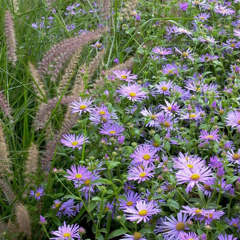 Karley Rose Fountain Grass - Image 5