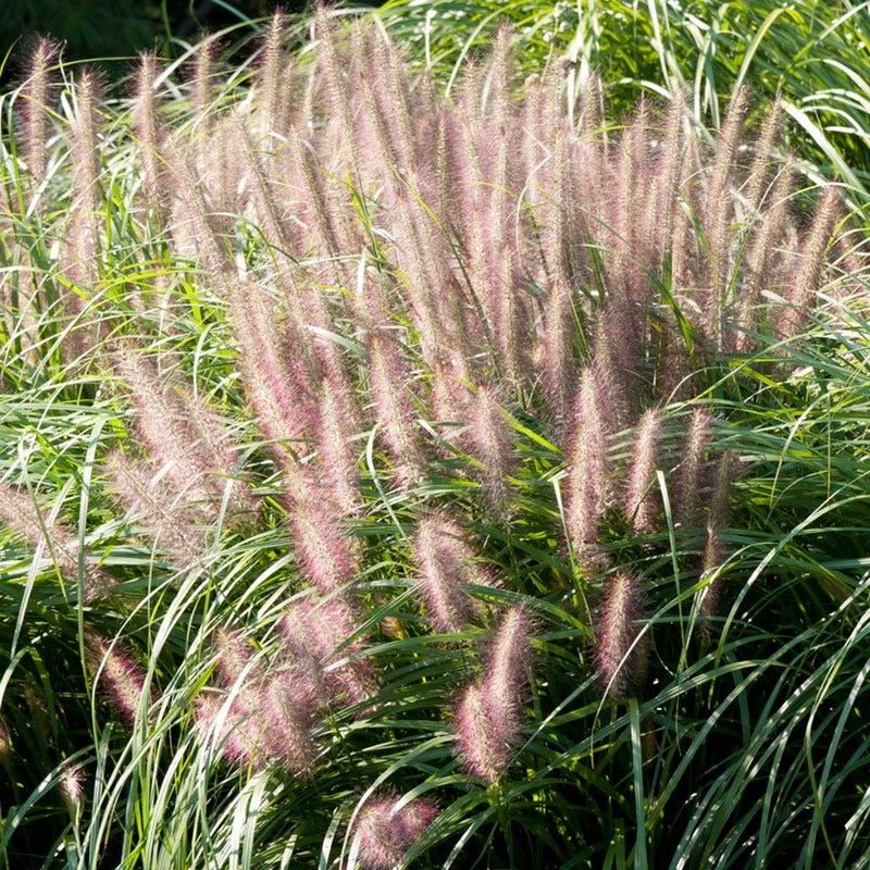 Red Head Fountain Grass - Image 3