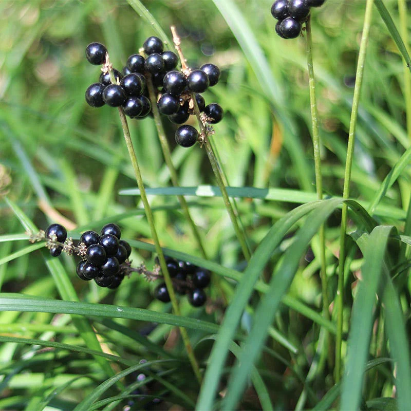 Big Blue Liriope Grass - Image 3