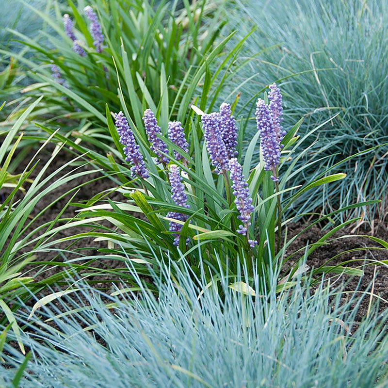 Big Blue Liriope Grass - Image 4