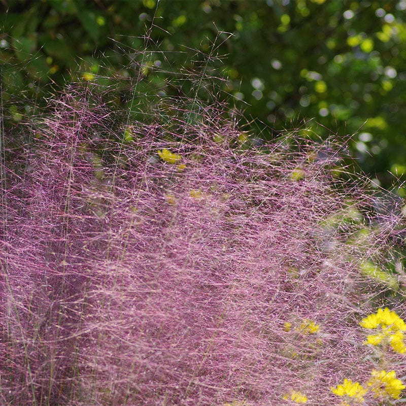 Pink Cloud Muhly Grass - Image 2