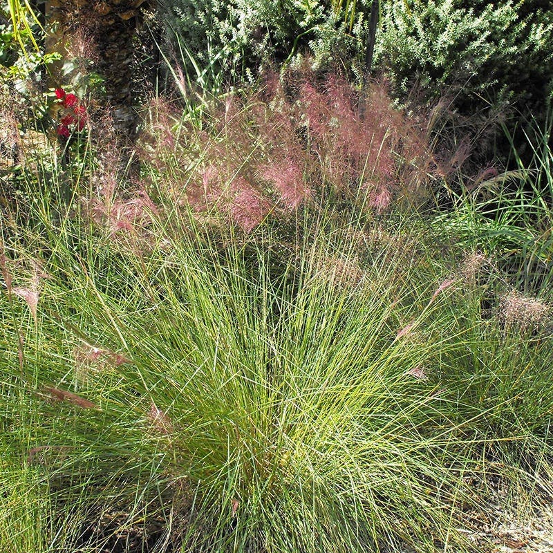 Pink Cloud Muhly Grass - Image 4