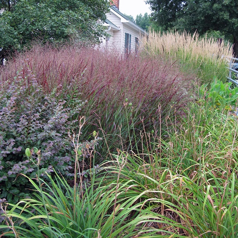 Shenandoah Red Switchgrass - Image 2