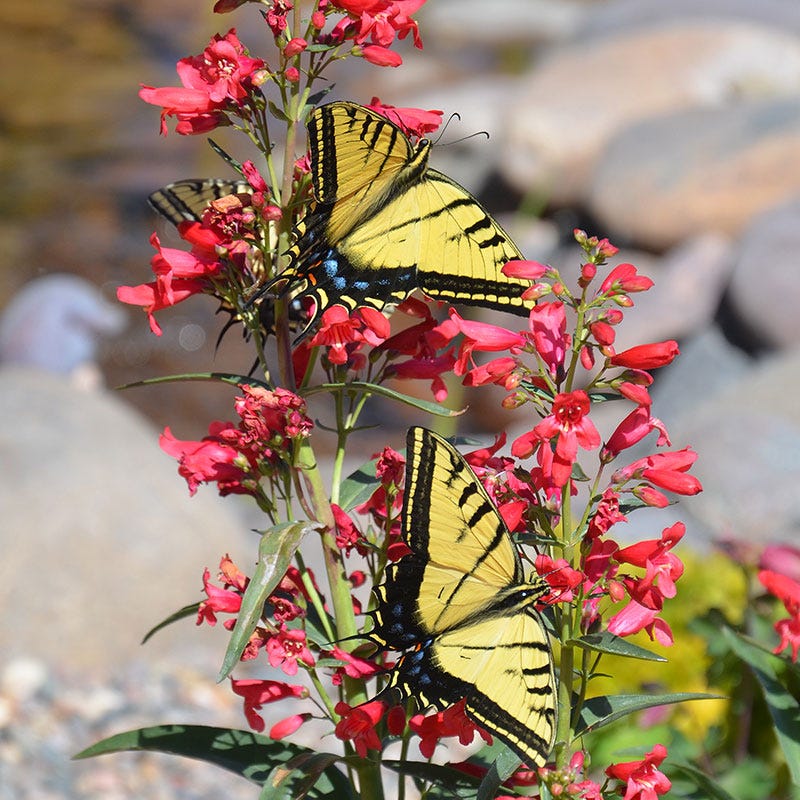 Red Riding Hood Penstemon - Image 3