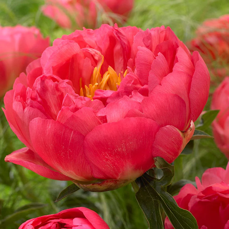 Award Winning Peony Collection - Image 4