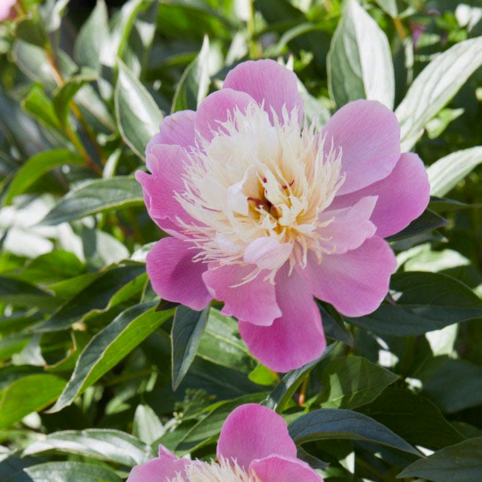 Bowl of Beauty Peony - Image 2