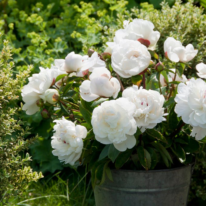 Festiva Maxima Peony - Image 2