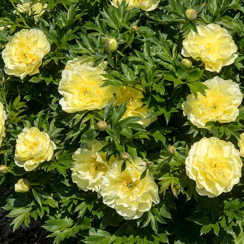 Fragrant Peony Collection - Image 4