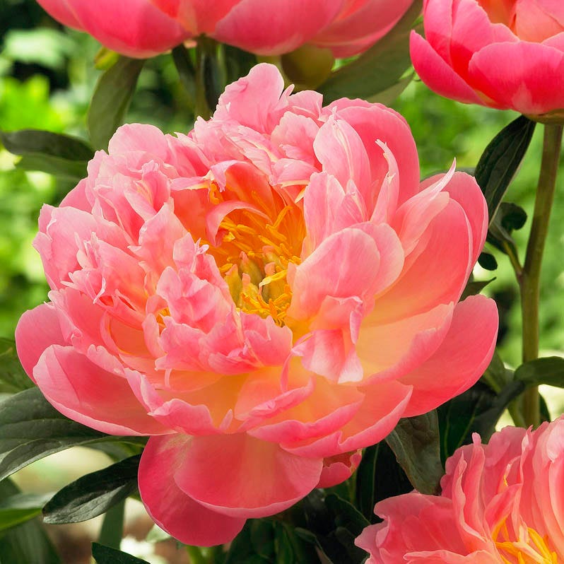 Pink Hawaiian Coral Peony - Image 2