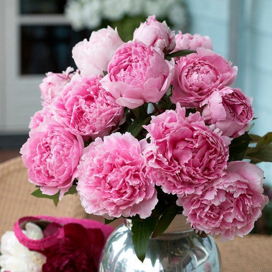 Sarah Bernhardt Peony - Image 3