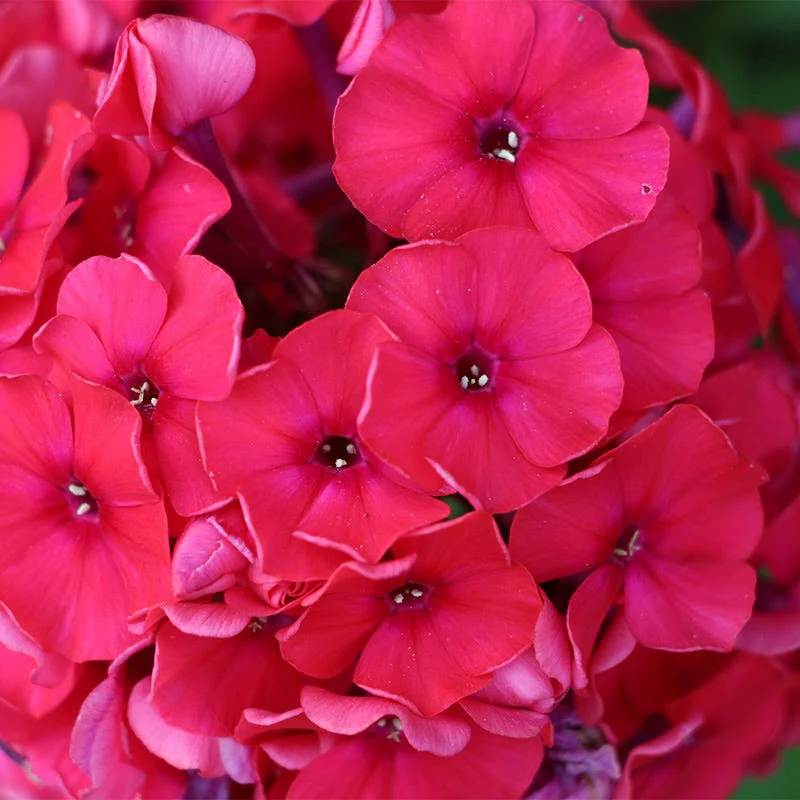 Red Riding Hood Phlox - Image 2