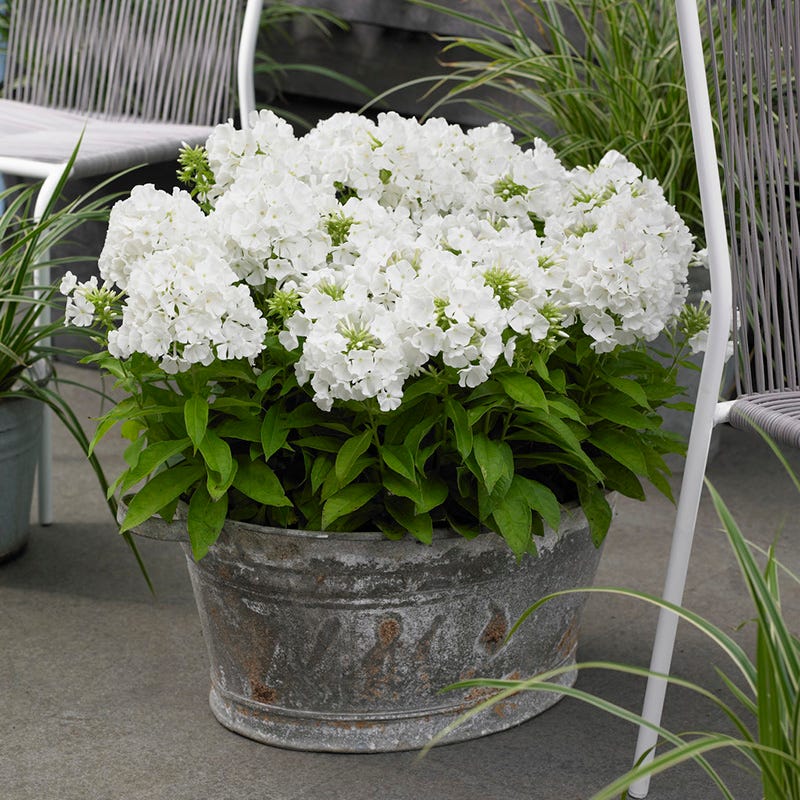 Flame® PRO White Phlox - Image 2