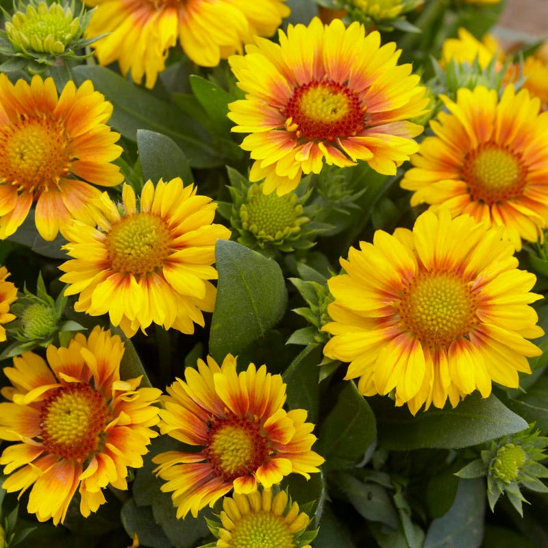 Pink Lemonade Low Grow Plant Collection - Image 3