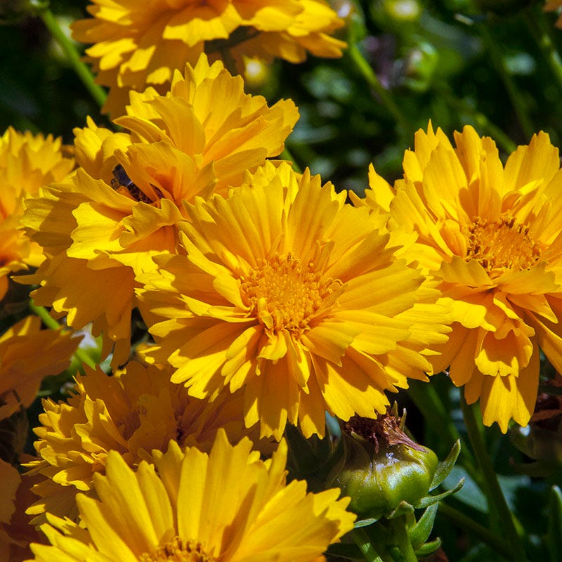Prairie Habitat Native Plant Collection - Image 5