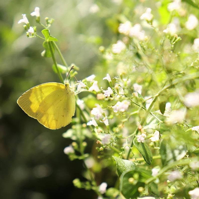 Pollinator Friendly Groundcover Collection - Image 3
