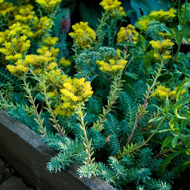 Pollinator Friendly Groundcover Collection - Image 4