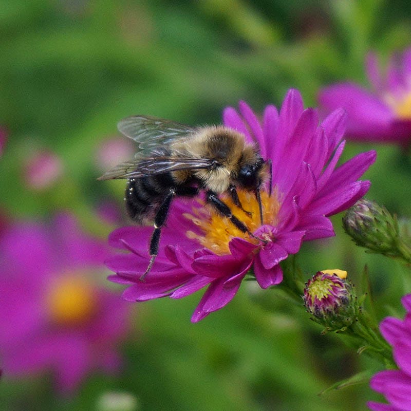Pollinator Friendly Groundcover Collection - Image 6