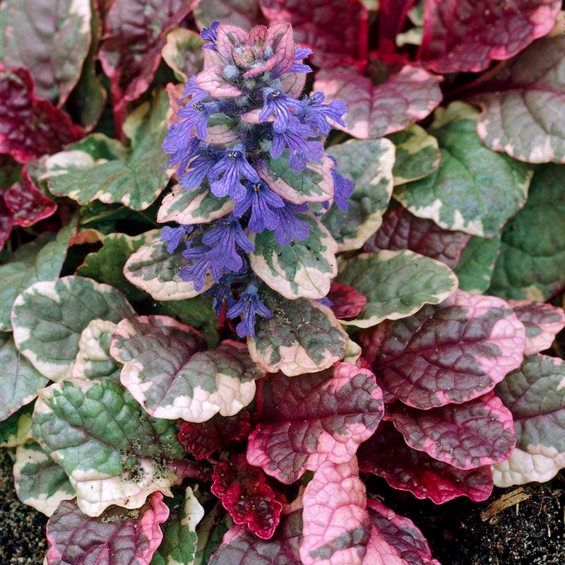 Pollinator Friendly Groundcover Collection - Image 7