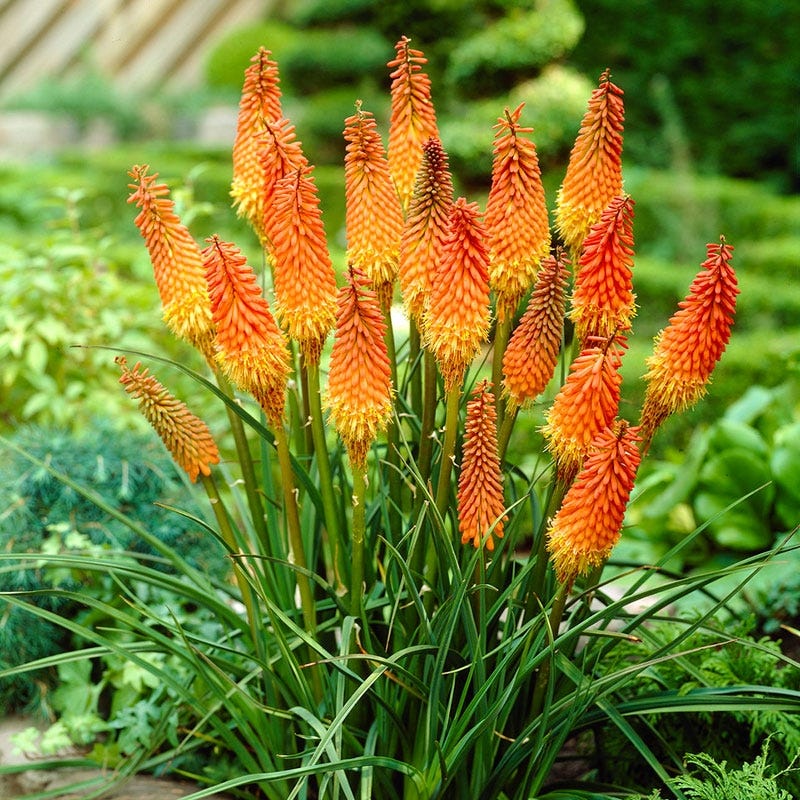 Red Hot Poker Alcazar - Image 2