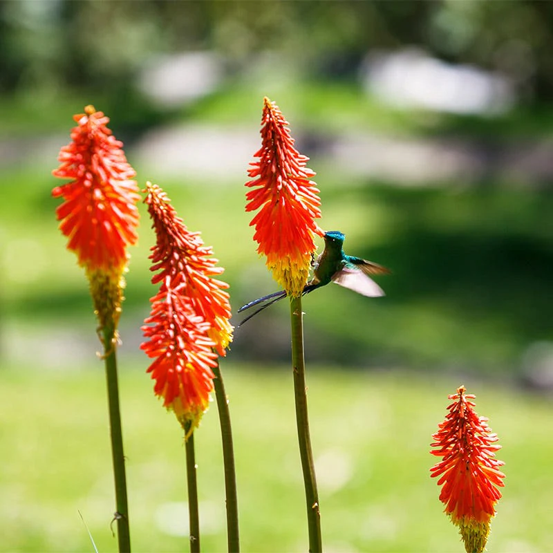 Red Hot Poker Alcazar - Image 4