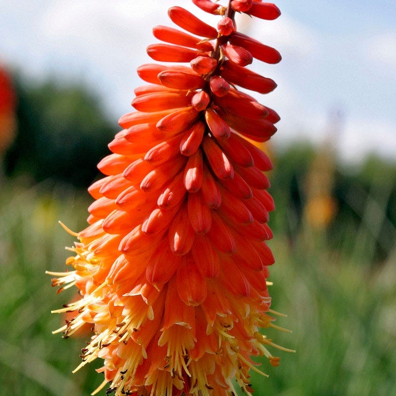 Red Hot Poker Alcazar - Image 5