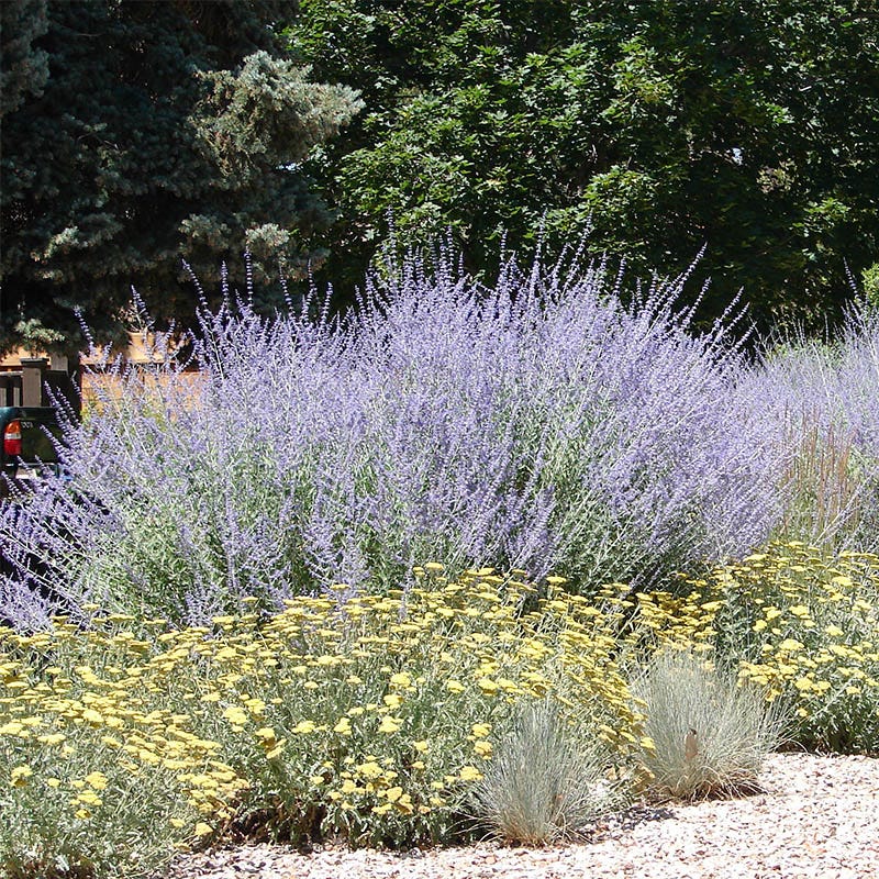 Russian Sage - Image 5