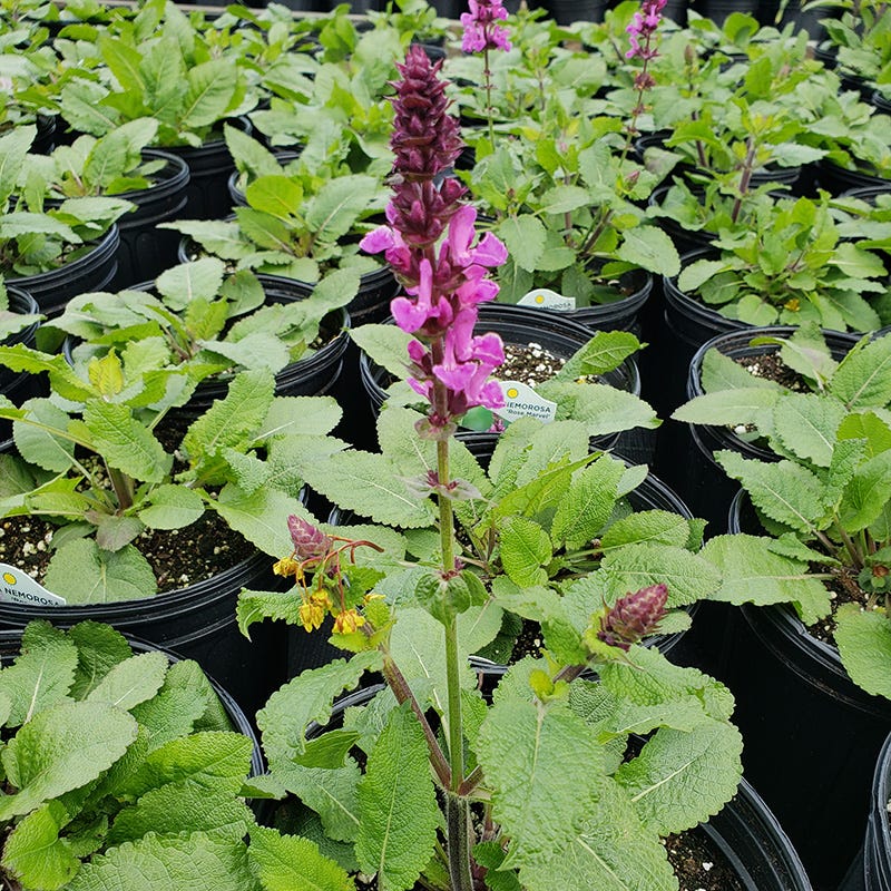 Rose Marvel Meadow Sage - Image 2