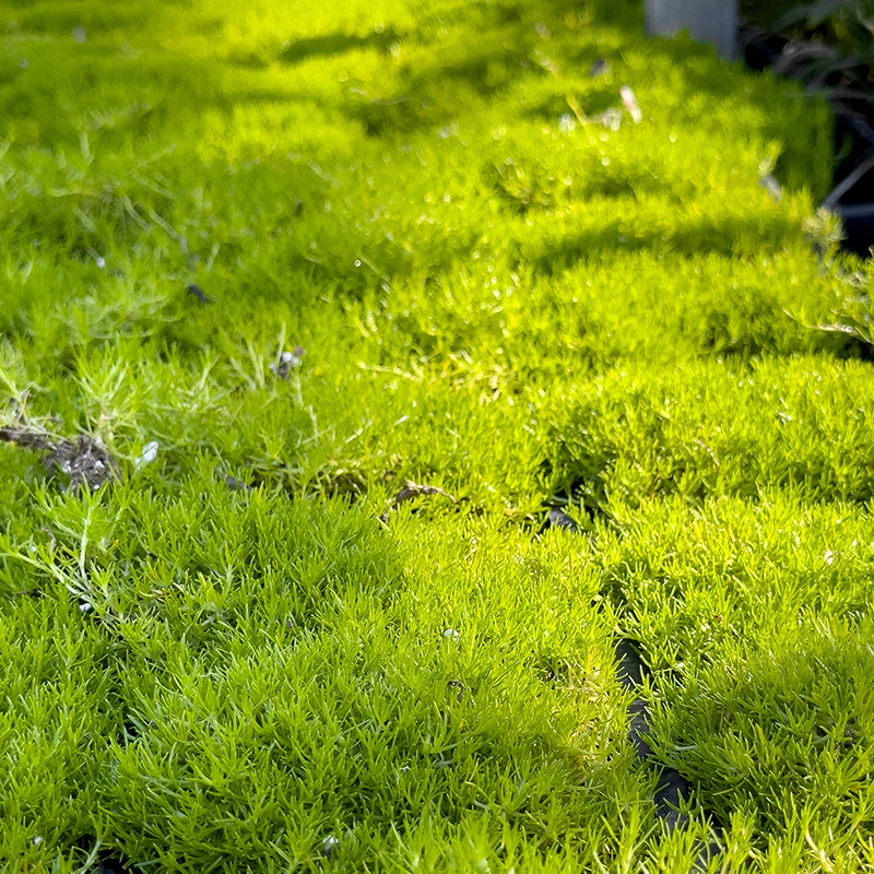 Scotch Moss - Image 3