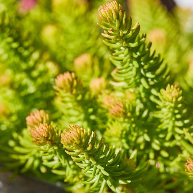 Angelina Sedum - Image 2