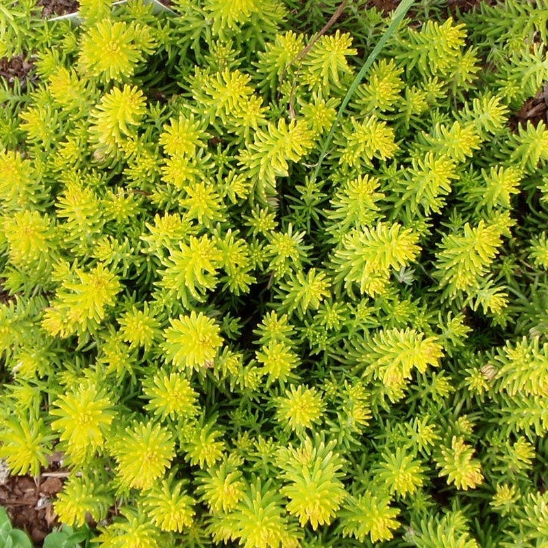 Angelina Sedum - Image 4