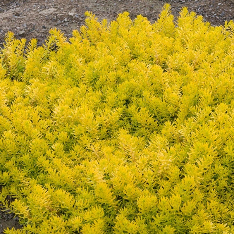 Angelina Sedum - Image 5
