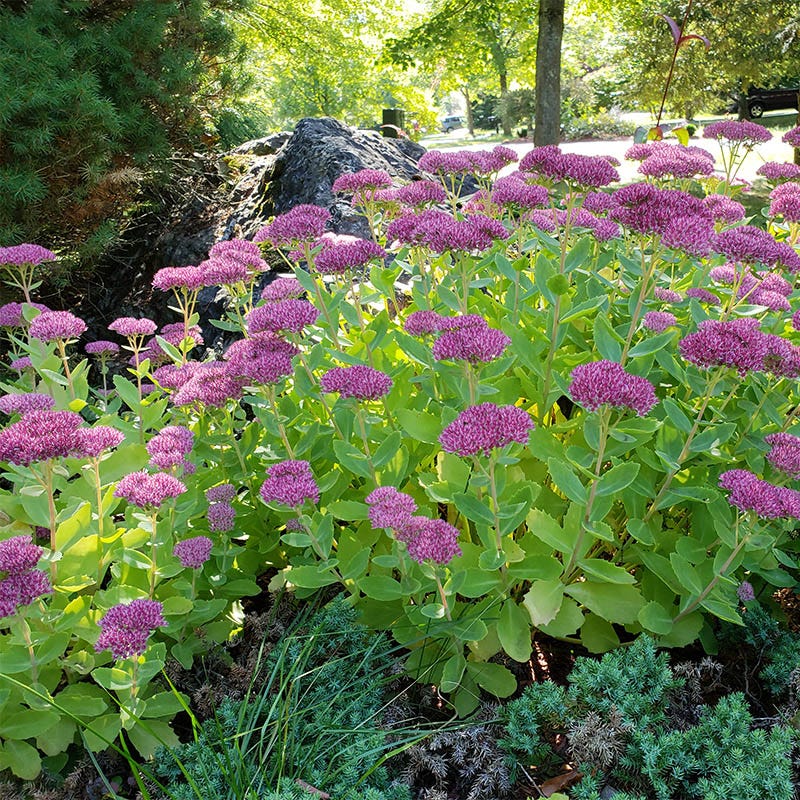 Autumn Joy Sedum - Image 2