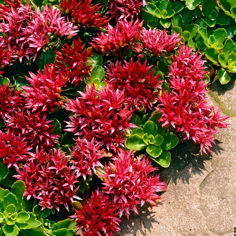 Dragon's Blood Sedum - Image 2