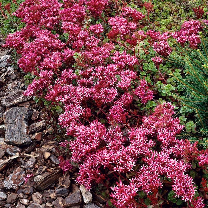 Gemstone Sedum Collection - Image 3