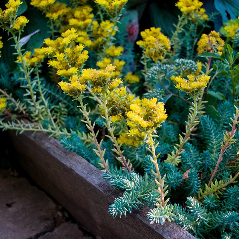 Blue Spruce Sedum - Image 2