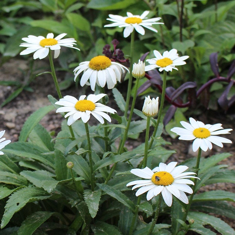 Snowcap Shasta Daisy - Image 3