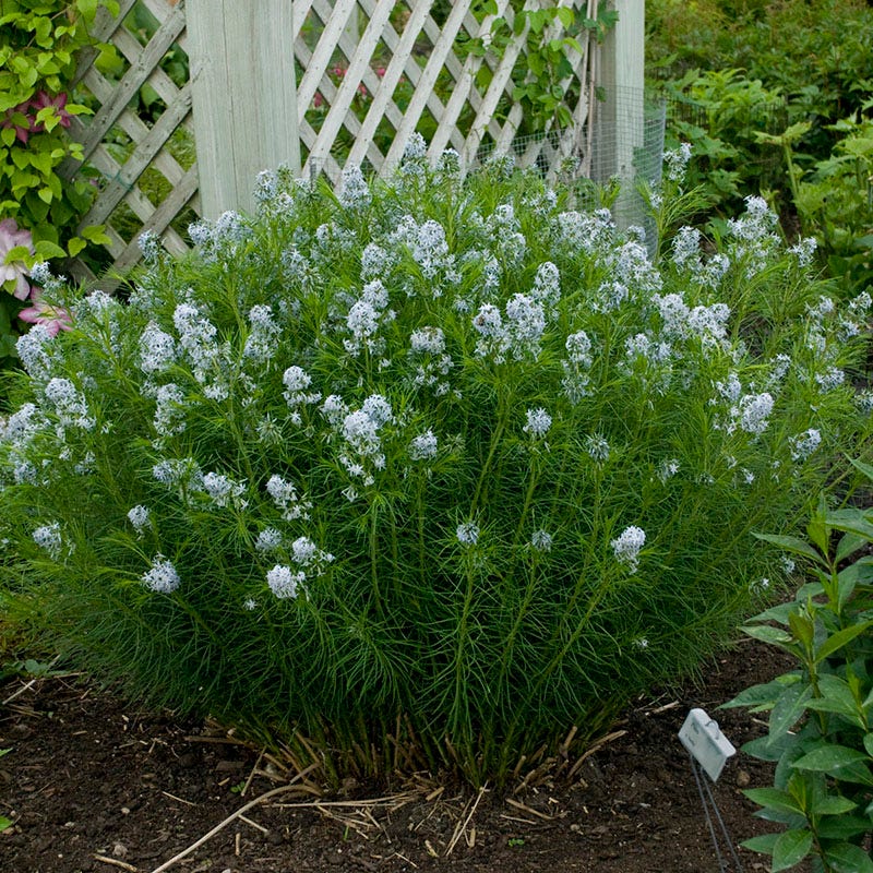 Arkansas Bluestar - Image 2