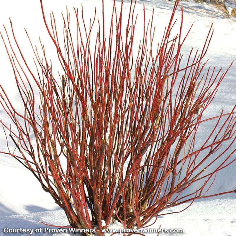 Arctic Fire® Dogwood - Image 3