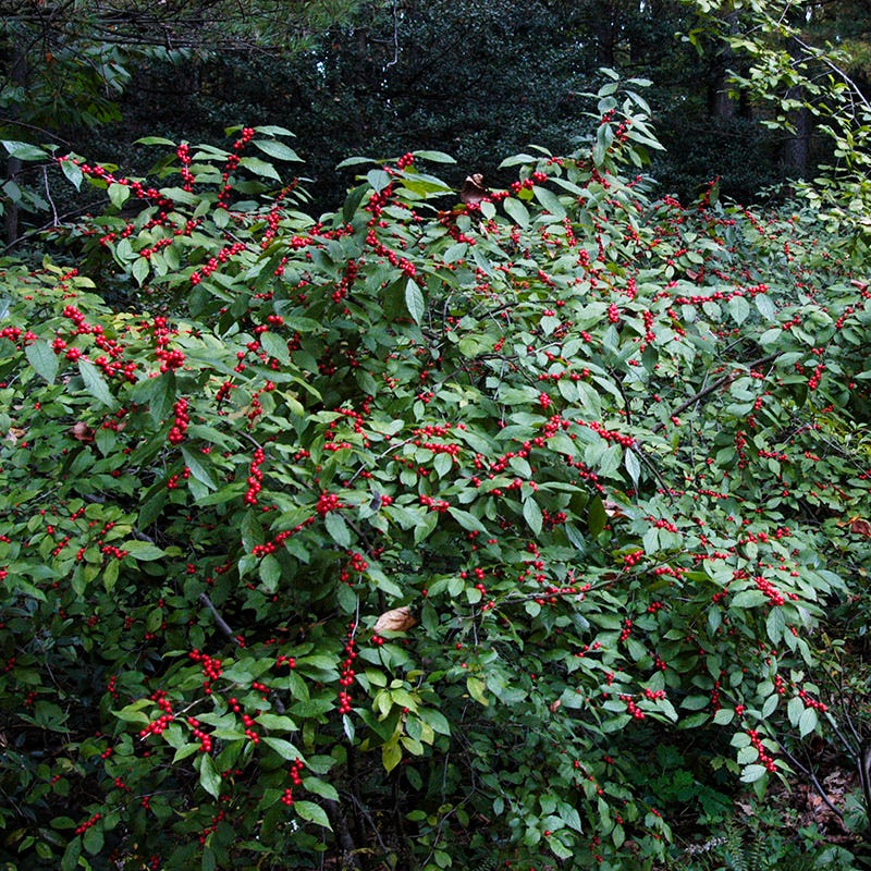 Winter Red Winterberry - Image 3