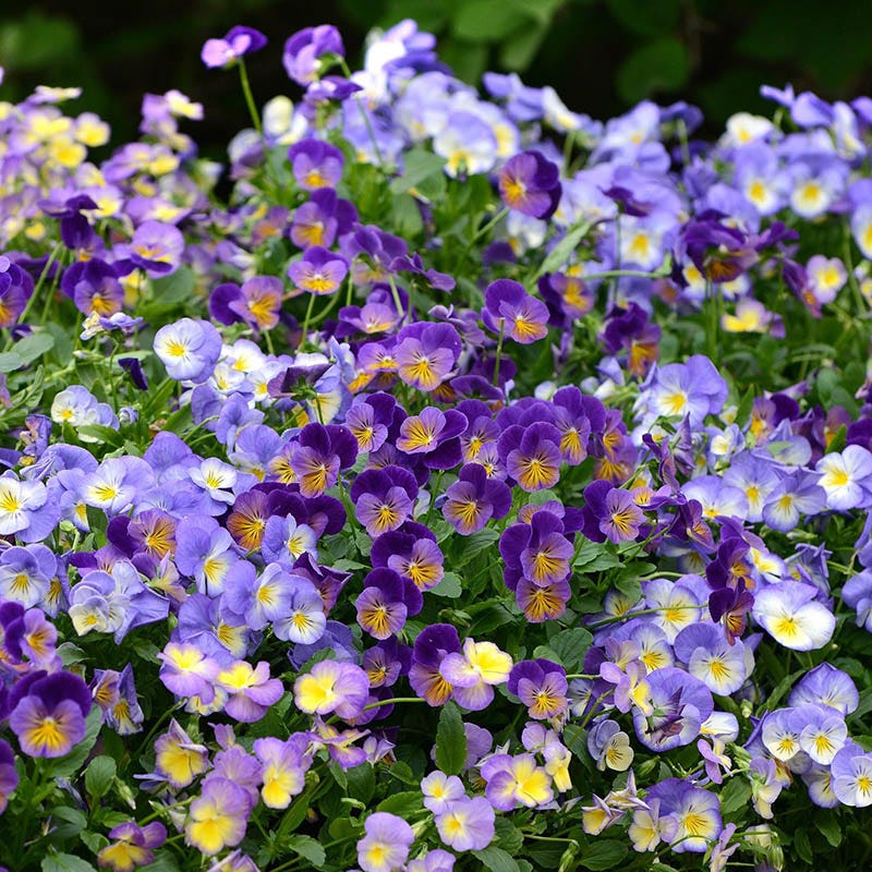 Halo Sky Blue Tufted Violet - Image 3