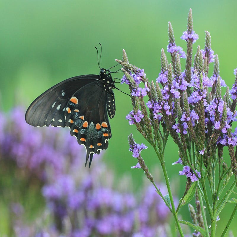 Pollinator Meadow Native Plant Collection - Image 6
