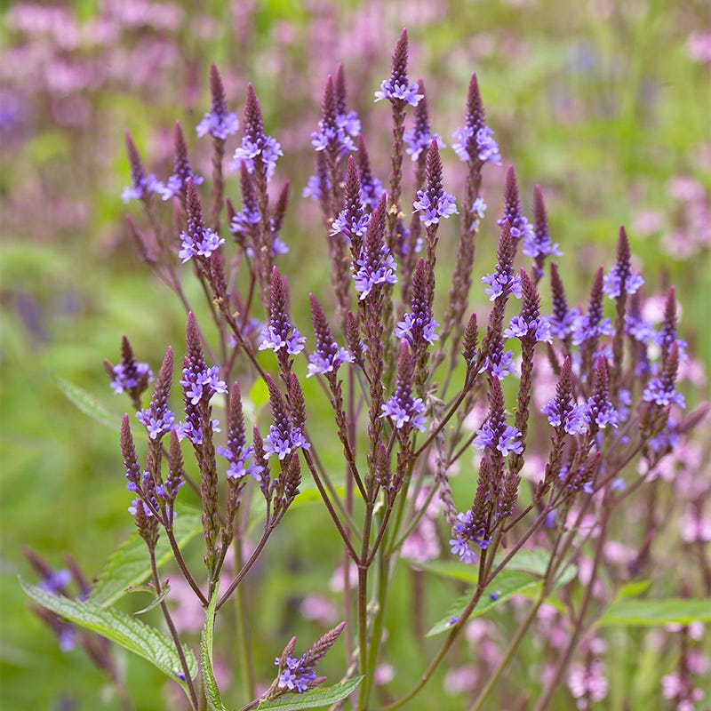 Blue Vervain - Image 2